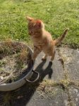 kattungar
