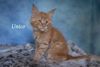 Maine Coon med stamtavla