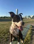 Amstaff tik omplacering