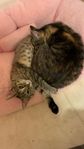 2 katter 