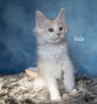 Maine Coon med stamtavla