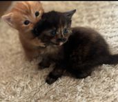 Ragdoll mix med underbara personligheter 