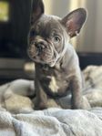 Fransk bulldog valp lev 4/6 svenskfödda 