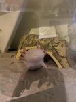 Axolotl