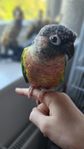 Grönkindad Conure
