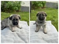 schäfer/Vit herdehund valpar