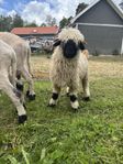 walliska svartnosfår baggar