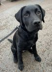 labrador hane 9 månader 