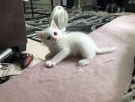 kattungar 