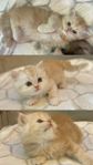 Kattungar Ragdoll/Brittisk långhår/Perser