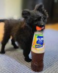 Jättefin Pomchi / Mittelspitz mix tikvalp
