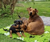 Underbara pinscher tikvalpar