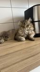 katt till sälj 