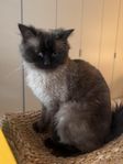hane ragdoll 1,5 år