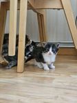 Norsk Skogkatt med Sverak stamtavla NFO skogskatt kattungar