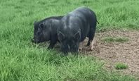 Minigris 