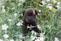 Staffordshire Bullterrier SKK