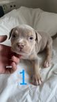 American bully pocket valpar (hanar)