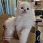sibirisk kattungar m stamtavla 