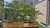 Tomatplantor