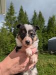 shetland sheepdog 