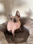 Söta sphynx kattungar med stamtavla i Sverak 