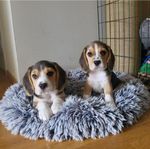 Beaglevalp 