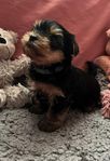 Yorkshireterrier valpar