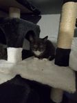 kattungar 