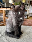 kattunge