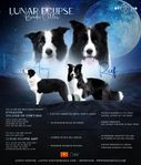 Superfina border collie-valpar söker nya hem, från showlin