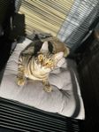 Halv renrasig bengal hona