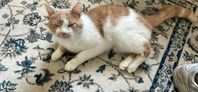 9 månader gammal hankatt... väldigt söt