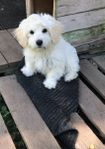 Hanvalpar Maltipoo