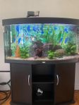 Akvarium och Discus fiskar