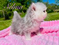 Bedårande Chinchilla/Perser Hona!