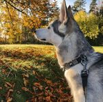 husky