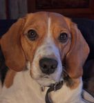 Beaglevalpar 