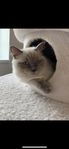 Brittisk långhår/ragdoll kattunge 