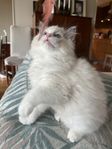 Ragdollkattunge hane