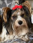Biewerterrierhane 