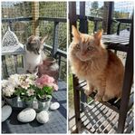 Omplacering av två katter