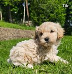 Maltipoo valpar