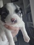 chihuaha, japansk spets och papilon 