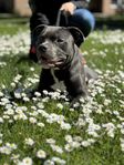american bully (standard) 