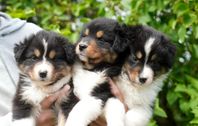  Australian Shepherd Valpar