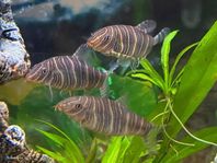 Akvariefiskar 