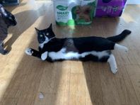 Kastrerad hankatt, 25% Ragdoll, söker nytt hem