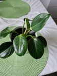 Philodendron White Veins