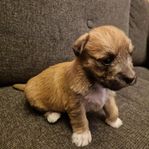 Hundvalpar
